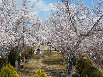 お花見～♡　『恵那峡』 ^^