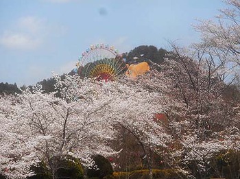 お花見～♡　『恵那峡』 ^^
