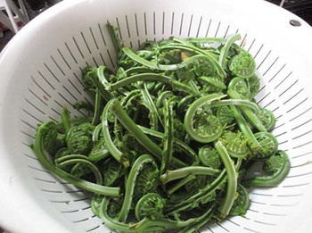 いよいよ『山菜』の季節が始まりましたね ^^