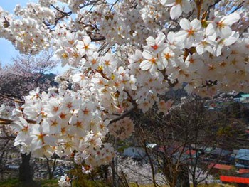 お花見～♡　『神岡城』まで ^^