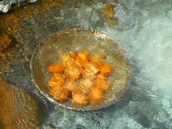温泉たまご～ Hot spring eggって言うんだ ^^