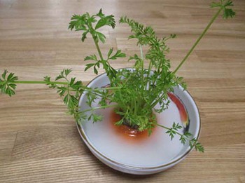 いよいよ『山菜』の季節が始まりましたね ^^