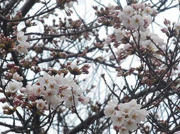 『城山公園の桜』 まだまだかなぁ ^^