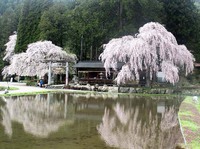 朝日町　『神明神社の枝垂れ桜』 満開～ ^^