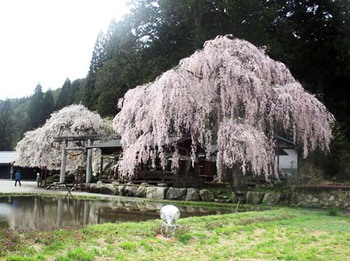 朝日町　『神明神社の枝垂れ桜』 満開～ ^^