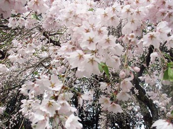 朝日町　『神明神社の枝垂れ桜』 満開～ ^^