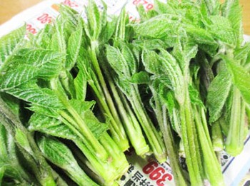 『山菜』の季節到来～ ^^