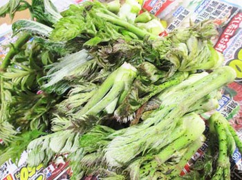『山菜』の季節到来～ ^^