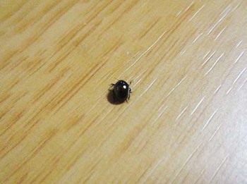 『山菜』の季節到来～ ^^