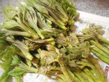 今が旬の『山菜』 ^^