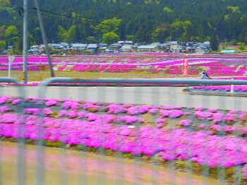 福井県大野市の『芝桜』～ ^^