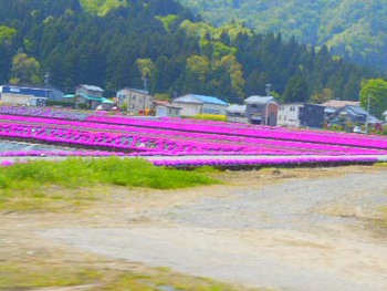 福井県大野市の『芝桜』～ ^^