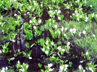 小鳥峠の『水芭蕉』見頃を迎えてました ^^