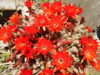 『サボテンの花』 ^^