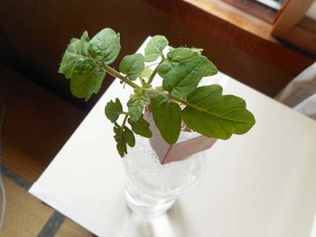 小さな植物の『生命力』　スッゲ～ ^^