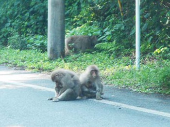 『サルの家族』と遭遇 ^^