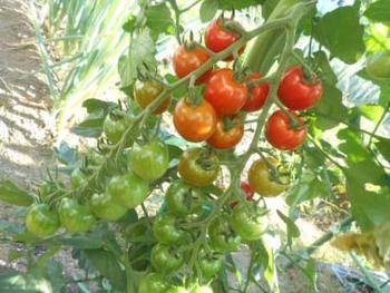『夏野菜』　豊作～　^^