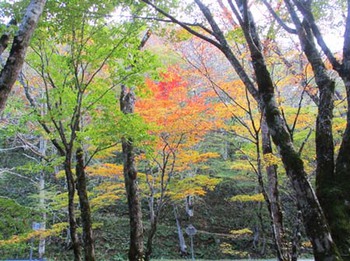 『西ウレ峠の紅葉』 ^^