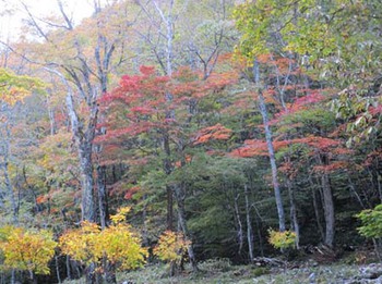 『西ウレ峠の紅葉』 ^^