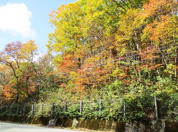 『小鳥峠の紅葉』と『中山団地の紅葉』　^^