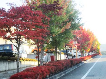 『小鳥峠の紅葉』と『中山団地の紅葉』　^^