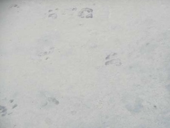『干し柿泥棒』　その犯人は?… ^^;