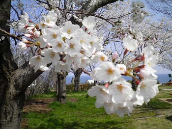 『名立谷浜ＳＡ』の桜