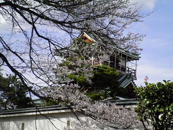 『神岡城の桜』見てきたよ