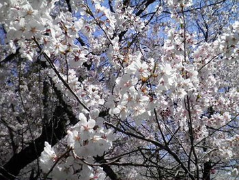 『桜野公園の桜』満開！