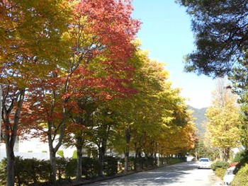 身近なところで『紅葉狩り』