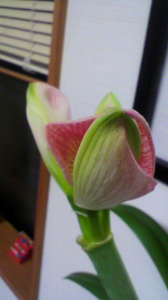 まもなく開花