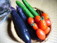 ■ 地野菜 ■