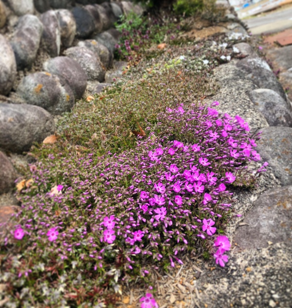春ですねぇ