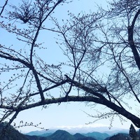 桜情報(^^) 2020/04/09 11:16:38