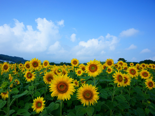 夏季休業のお知らせ