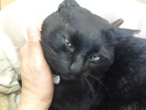 迷い猫　保護しました!