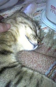 ♪うちの愛猫♪