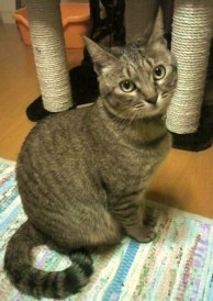 ♪うちの愛猫♪