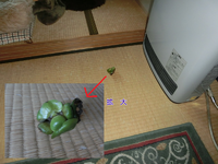 ホテイアオイは…