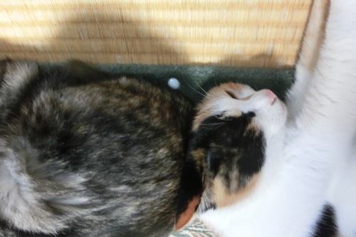 いよいよ始まりましたね…(=_=)