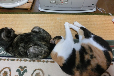 いよいよ始まりましたね…(=_=)