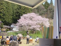 桜まつり