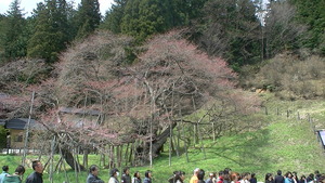 桜･桜