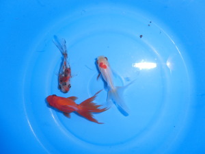 興味津々