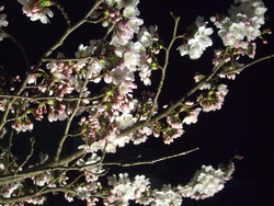 桜咲く