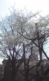 桜っ！