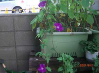 ようやく咲きました！ 2021/08/02 10:18:52
