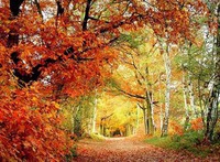 紅葉がすばらしいです。 2021/11/04 11:24:07
