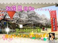 本日、お花見営業中！『宮川緑地公園』見頃です(*'▽'*)夜はライトアップ！ 2023/04/04 16:15:58