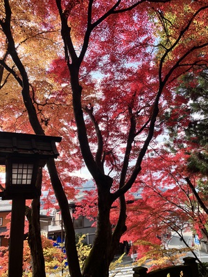 日枝神社の紅葉、今年も見に行きました